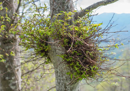 Young green shoots and branch in the adult tree. Selective focus.の写真素材
