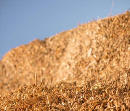 Sticks sticking out of a large pile of industrial wood chips. Selective focus.の写真素材