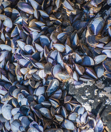 A colony of mollusks. Selective focus.の写真素材