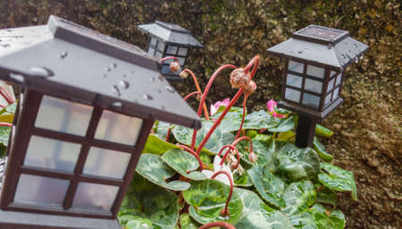 Wet plastic lanterns in the flower bed. Selective focus.の写真素材