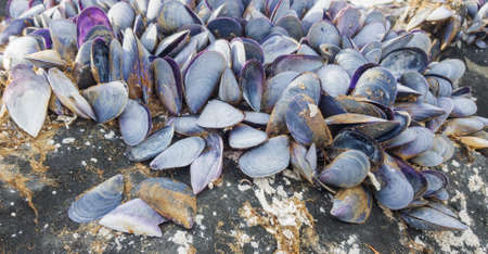 Mollusk shells stuck to the surface of the fender. Selective focus.