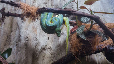 Big green snake in the terrarium.