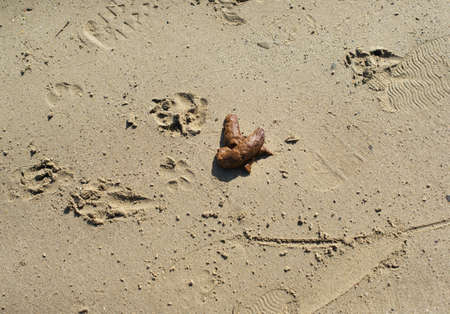 Dog shit on a public beach.  Selective focus.