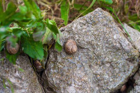 Garden snails are hiding on the rocks in the foliage. Selective focus.の写真素材