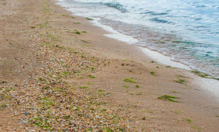 Shells on the sandy coastline of the sea. Selective focus.の写真素材