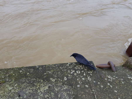 Black bird on the stone embankment of the muddy river.