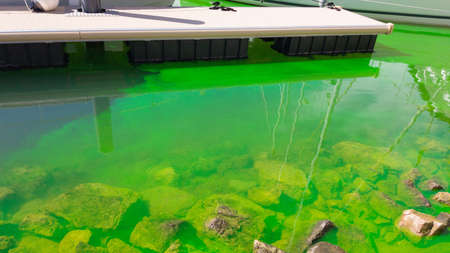 The water in the marina is polluted with green paint.