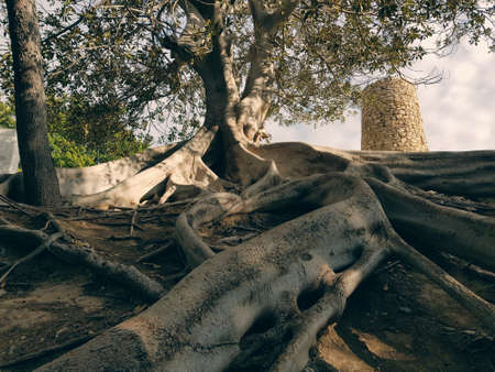Large outer roots of the mighty tree.の写真素材