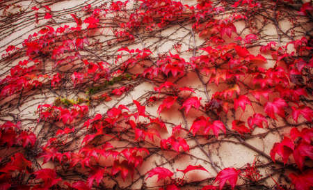 Concrete wall braided with loach. Autumn background.の写真素材
