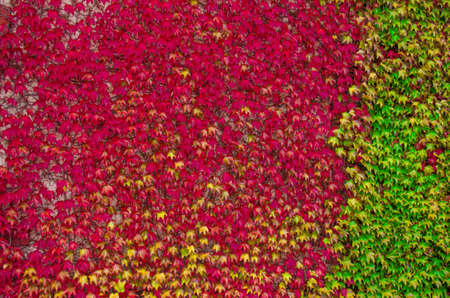 Multicolored autumn leaves of the loach. Autumn palette.の写真素材