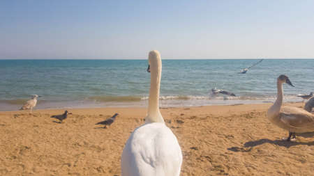 Swans, seagulls and pigeons on the seashore.の写真素材