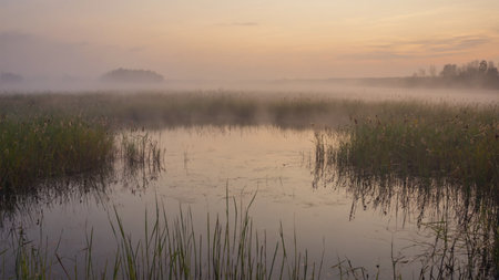 Misty morning on the shore of a lake in wetland.の素材