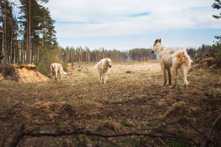 Three Greyhounds in the field