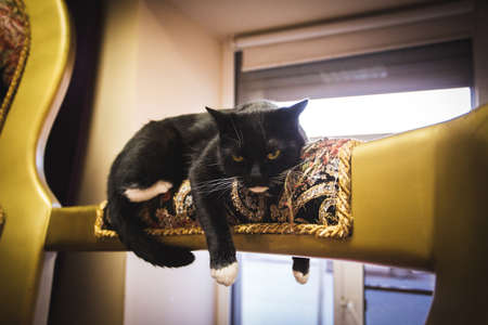 Black cat lying on the big armrest, legs dangling, sad look, and window backgroundの写真素材