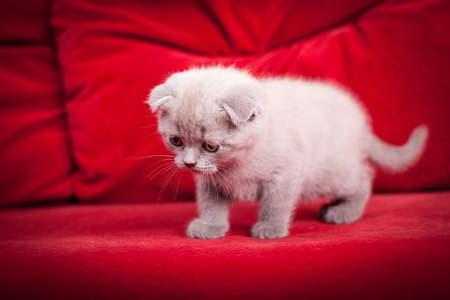 Group of gray British fold kittens sitting on red sofa looking away.の写真素材