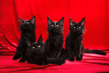 A small four black maine coon kittens on sitting, looking with interest up, on a red backgroundの写真素材