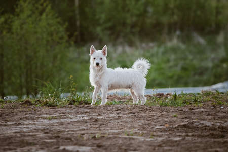 Little white dog standing in park, looking in camera view, green grass backgroundの写真素材