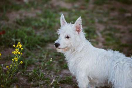Little white dog standing near yellow flower in park, looking forward with interestの写真素材