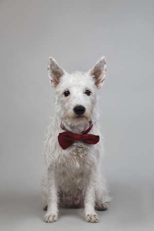 Studio shot of West Highland White Terrier posing in bow tie and sitting on white background.の写真素材