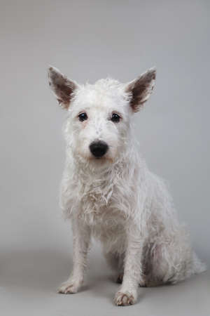 Studio shot of West Highland White Terrier posing and sitting on white background.の写真素材