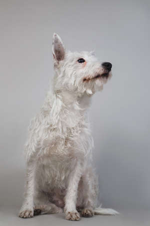 Studio shot of West Highland White Terrier posing and sitting on grey background looking aside,.の写真素材