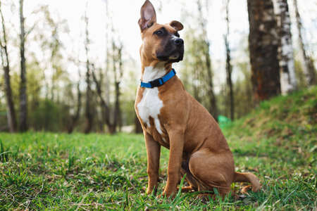Portrait of charming purebred dog wearing collar and sitting in summer parkの写真素材