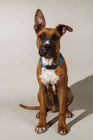 Calm purebred dog in blue collar sitting and looking away on white studio background.の写真素材