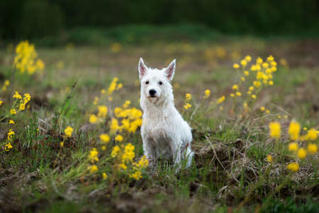 Funny West Highland White Terrier Dog Play Outdoor In Green Spring Meadow With Yellow Flowers. Playful Pet Outdoors.の写真素材