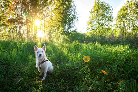 Yong West Highland White Terrier Dog Play Outdoor In Green Spring Meadow With green grass background, sitting and looking at cameraの写真素材