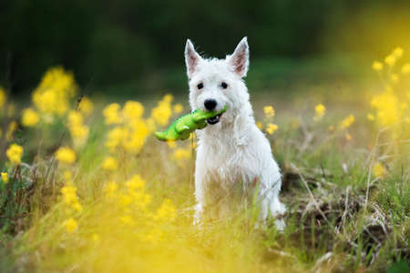 Funny West Highland White Terrier Dog Play Outdoor In Green Spring Meadow With Yellow Flowers with a toy in teeth. Playful Pet Outdoors.の写真素材