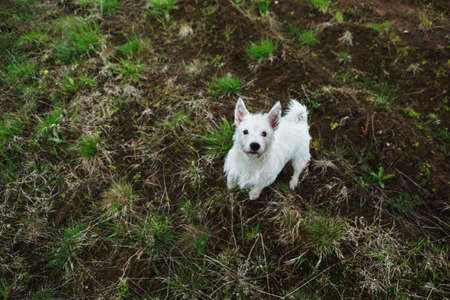 Funny yong West Highland White Terrier Dog Play Outdoor In Green Spring Meadow With green grass background, standing and looking at cameraの写真素材