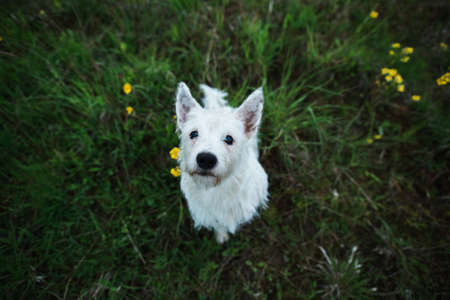 Funny yong West Highland White Terrier Dog Play Outdoor In Green Spring Meadow With green grass background, sitting and looking at cameraの写真素材