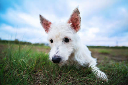 Funny yong West Highland White Terrier Dog lie Outdoor In Green Spring Meadow With green grass background, sitting and looking awayの写真素材