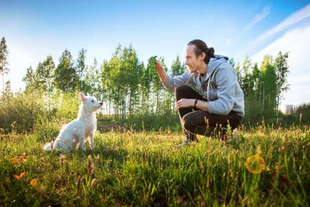 West Highland White Terrier dog with owner with toy in hand , training outside and outdoors at the park or meadowの写真素材