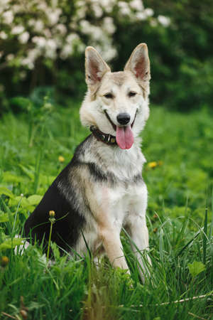 Portrait of a cute brown dog sitting with tongue out, looking at camera a green grass backgroundの写真素材