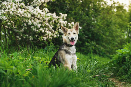 Portrait of a cute brown dog sitting with tongue out, looking at camera a green grass backgroundの写真素材
