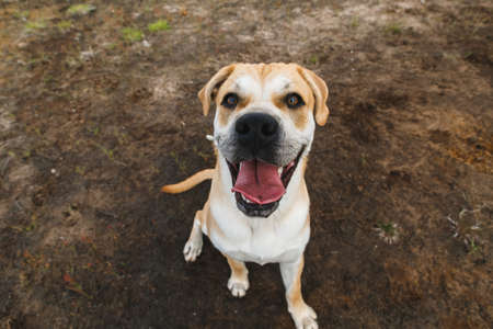 Top view portrait of happy ca de bou dog sitting looking at camera with tongue out. Cloudy dayの写真素材