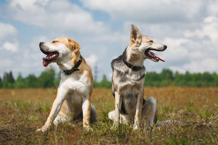 two shepherd dogs are sitting at a fieldの写真素材