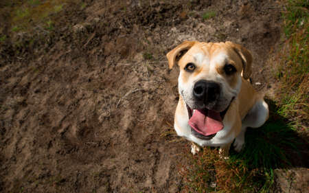 ca de bou dog sitting on a fieldの写真素材
