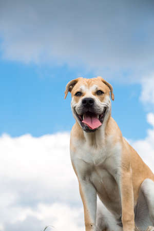 portrait of ca de bou dog sitting on a fieldの写真素材