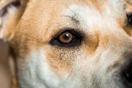 Close-up of a dog ca de bou eyeの写真素材