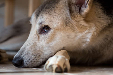 little cute mongrel dog close up portraitの写真素材