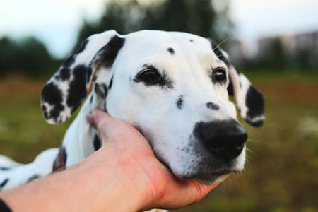 Man's hand holding adorable dalmatian dog head. Close up portrait.の写真素材