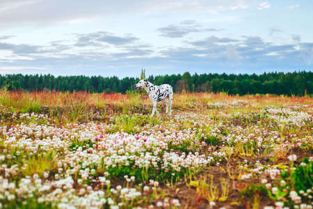 Adorable dalmatian dog is walking in a meadow, looking away, yellow and red grass and flowers backgroundの写真素材