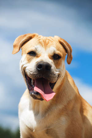 Close up portrait of a Adorable big dog cadebou, looking at camera with mouth opened at cloudy sky backgroundの写真素材