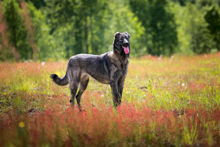Big gray dog with tongue out standing on sunny green field.