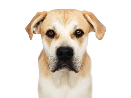 Close-up big dog head looking at camera isolated on white background.の写真素材