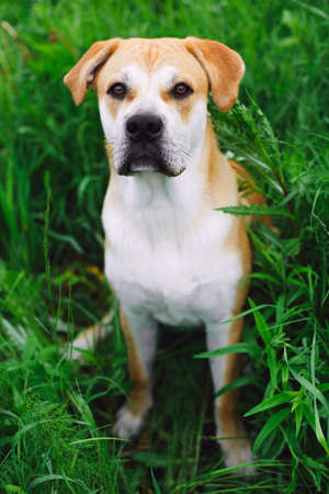Adorable big dog cadebou sitting in green grass on field and looking at camera.の写真素材