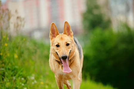 Portrait of a big dog east european shepherd standing on a country road, looking at camera on meadow...