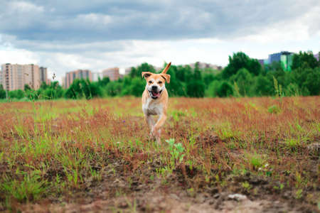 Big dog playing and having fun while running on field in cloudy day.の写真素材